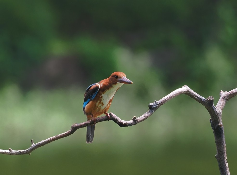 企業(yè)網(wǎng)站的生態(tài)問(wèn)題